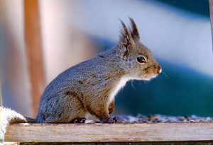 Sciurus lis