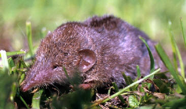 huisspitsmuis (&copy; Mark Puiper)