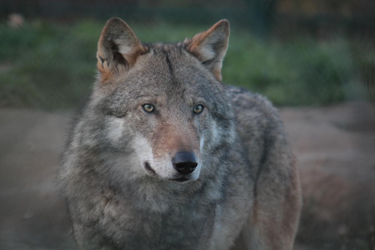 Wolf (© Maaike Plomp)