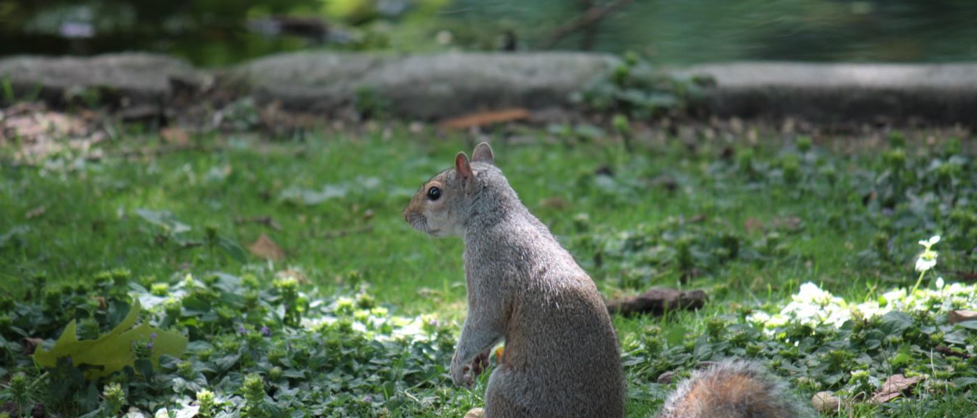 Grijze eekhoorn (© Maaike Plomp)