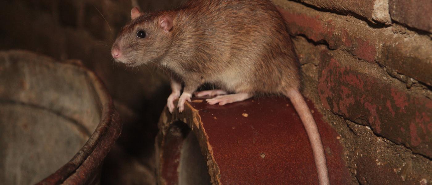 Bruine rat (© Maaike Plomp)