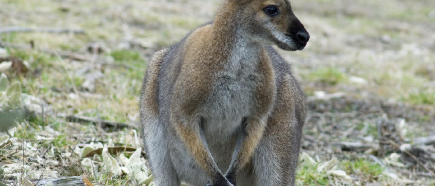 Wallaby (© Dick Klees)