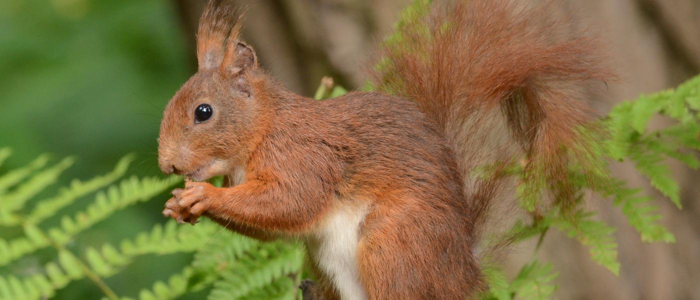 Rode eekhoorn (© Aaldrik Pot)
