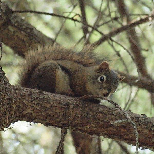Amerikaanse rode eekhoorn (© Cees Veenema)