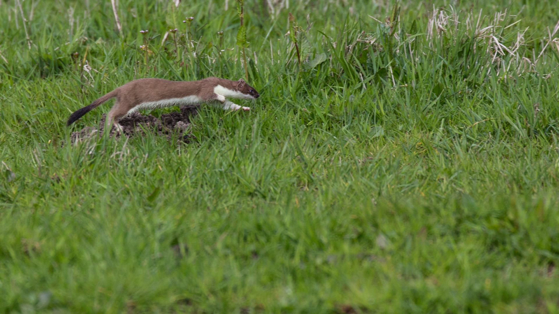 2024 is het Jaar van de Hermelijn! | De Zoogdiervereniging