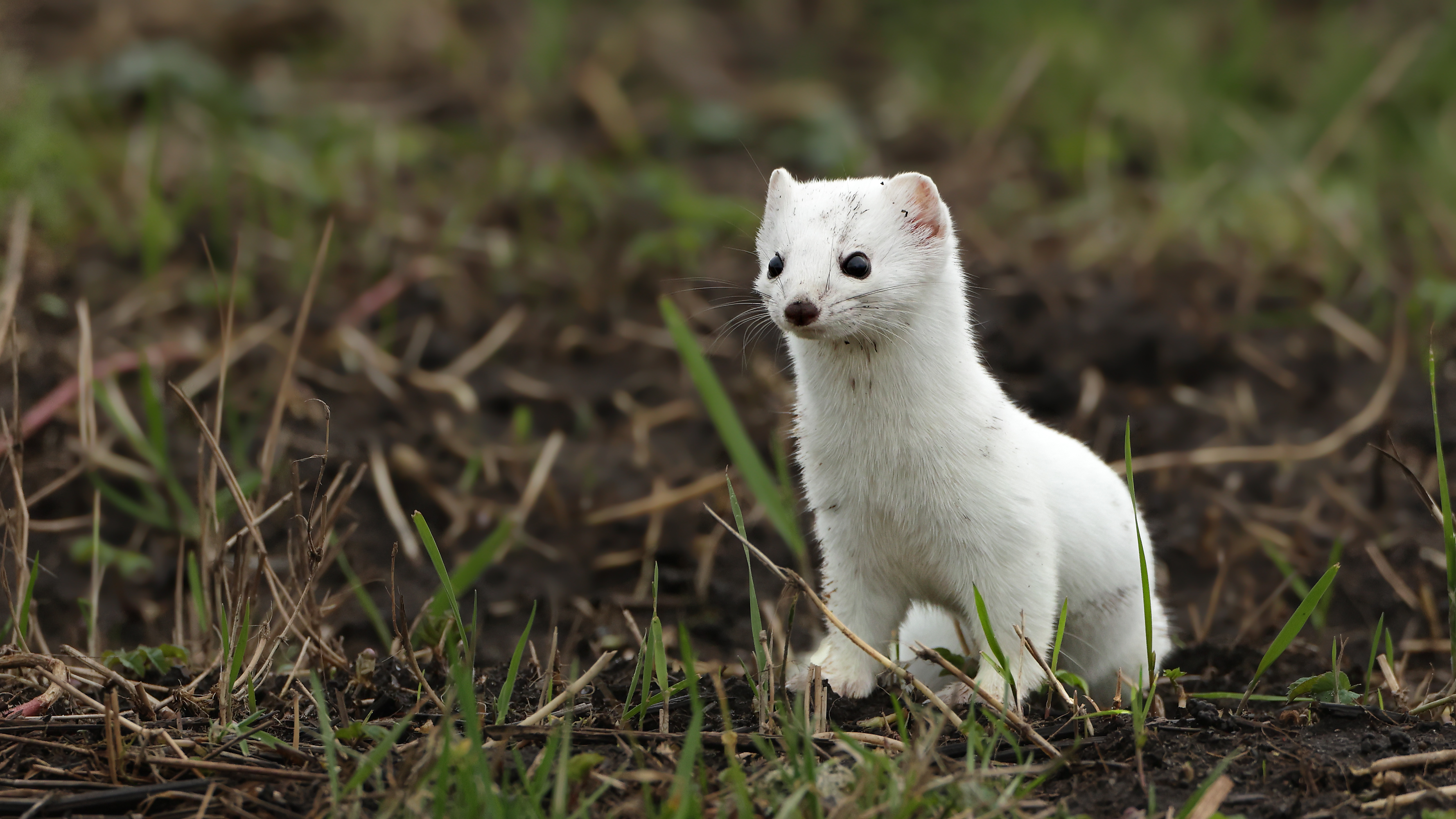 Terugblik op het jaar van de hermelijn | De Zoogdiervereniging