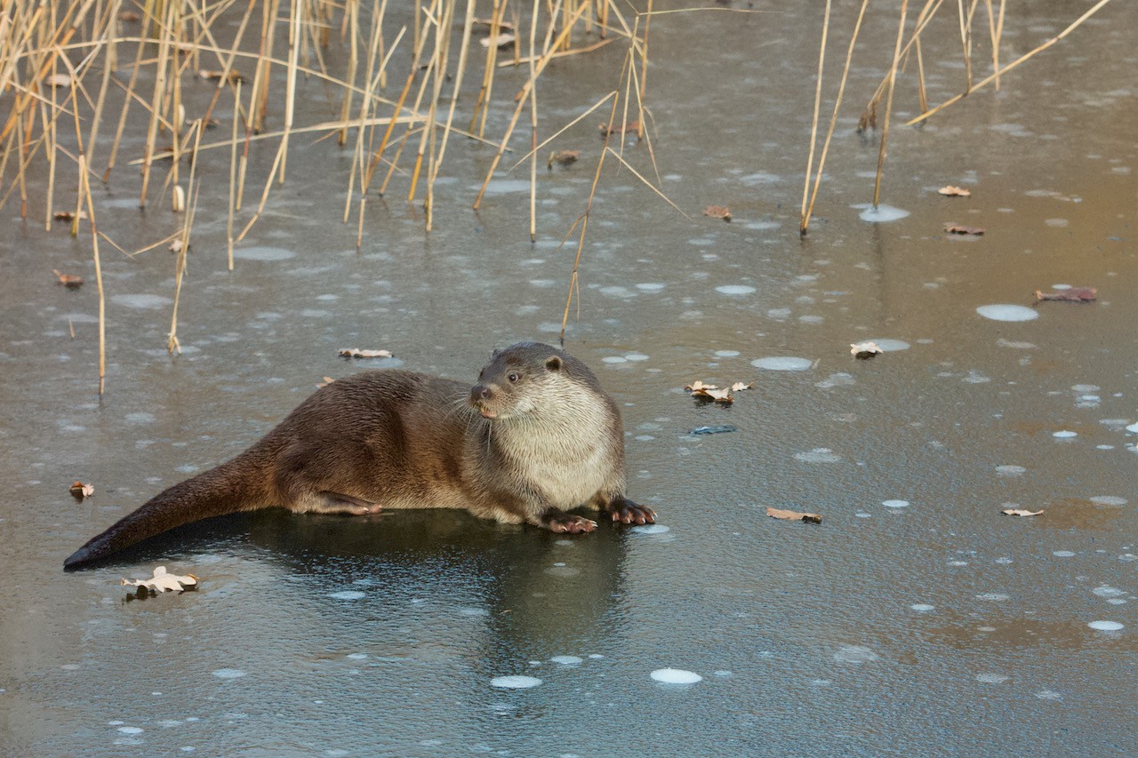 Onderzoek naar stadse otters in Lelystad