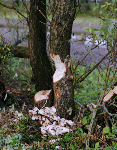 Bevervraat (© Dennis Wansink)