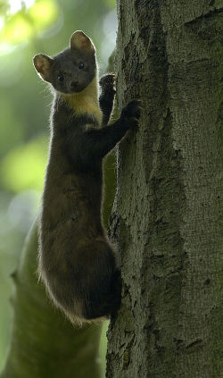 Boommarter (© Bram Achterberg)