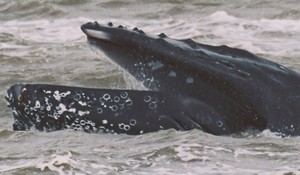 Bultrug Marsdiep 13 mei WOUTERJANSTRIETMAN