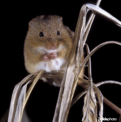 Dwergmuis (© Rollin Verlinde)