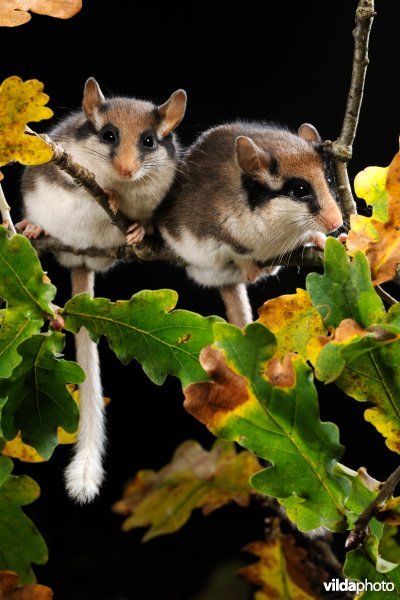 Eikelmuisechtpaar (© Rollin Verlinde / Vilda)