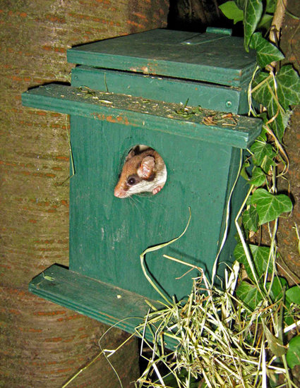 Eikelmuis (© Rob Koelman/Zoogdiervereniging)