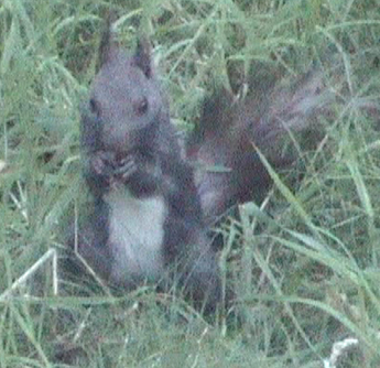 Mogelijke Japanse eekhoorn in Amersfoort