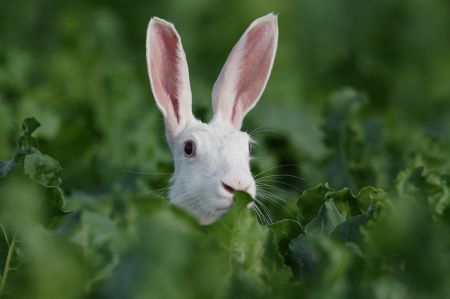 albino haas (foto Mark Schuurman)