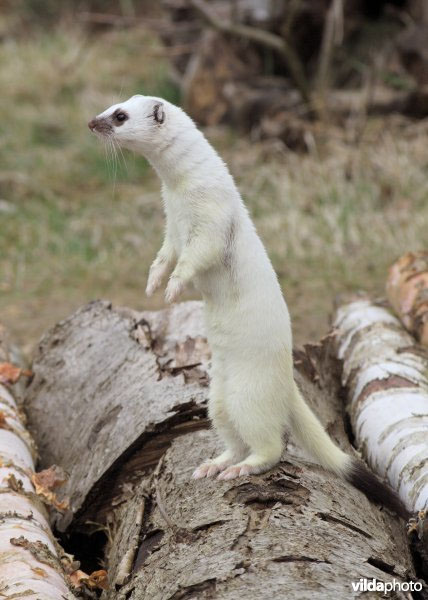 witte hermelijn ROLLIN VERLINDE