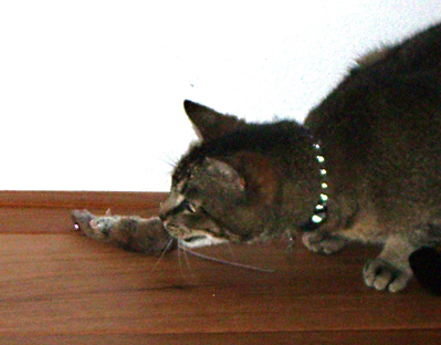 Tobias met muis (© Nicolette Koops)