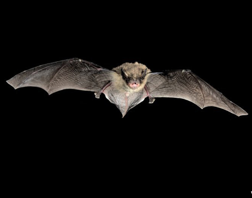 kleine dwergvleermuis