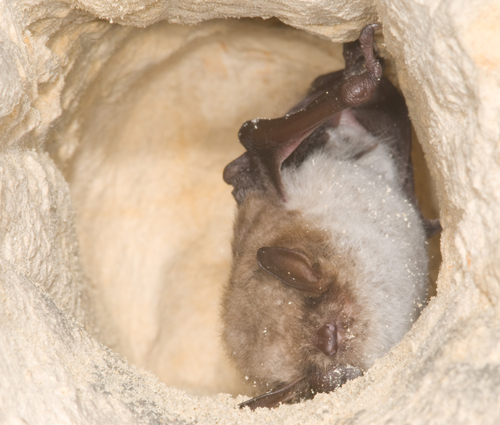 Meervleermuis in grot JOHANNES REGELINK