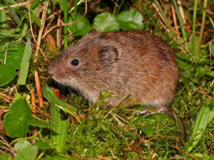 Noordse Woelmuis WESLEY OVERMAN