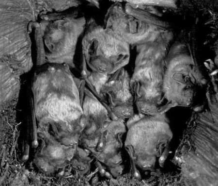 Rosse vleermuizen (foto: Rollin Verlinde)