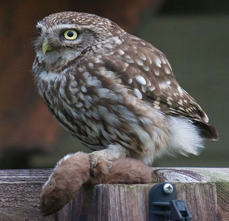 Steenuil pakt wezel ANDRE EIJKENAAR