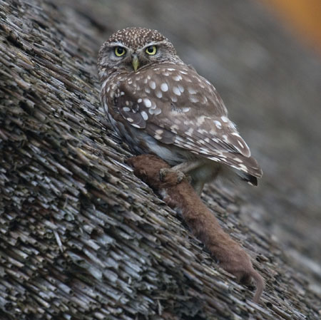 Steenuil met wezel op dak Andre Eijkenaar