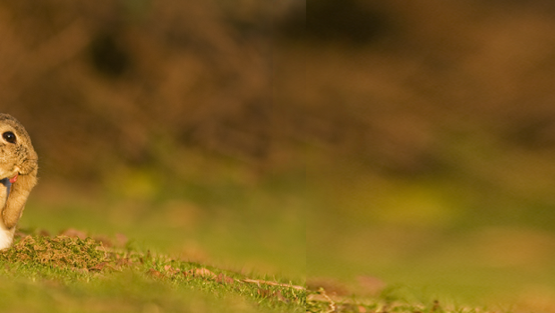 Konijn (© Tim Hofmeester)