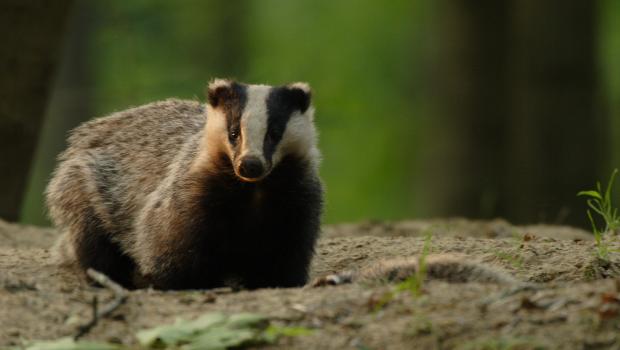 Das (© Aaldrik Pot)