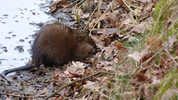 Muskusrat