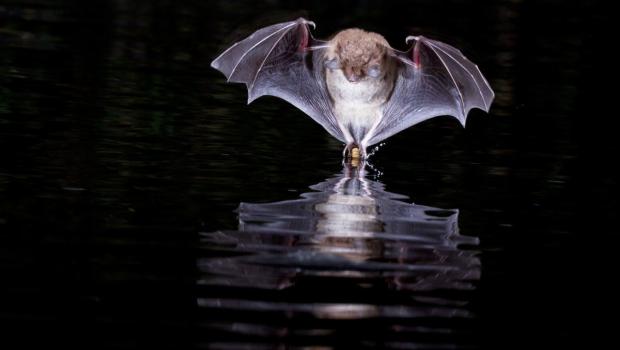 Iedere vleermuis is een 'watervleermuis'