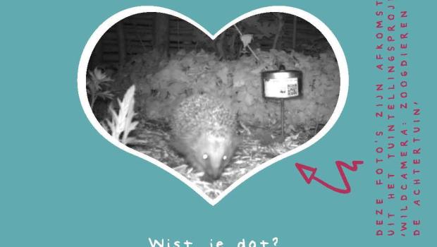 valentijnskaart egel