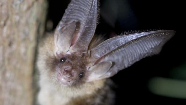 Gewone grootoorvleermuis (© Wesley Overman)