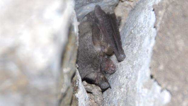 Grijze grootoorvleermuis (© Bernadette van Noort)