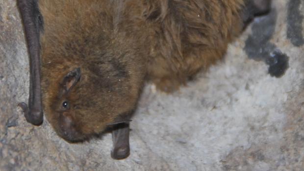 Kleine dwergvleermuis (© Bernadette van Noort)