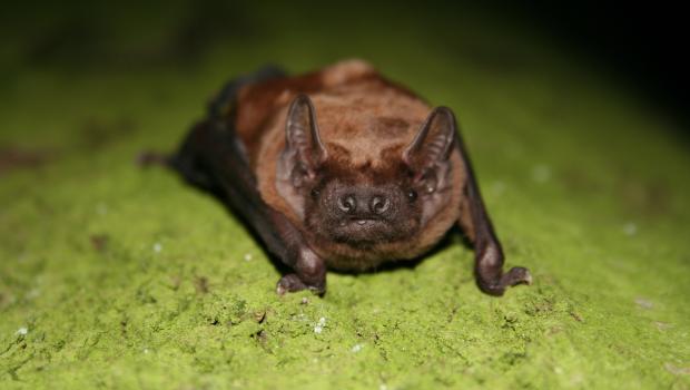 Rosse vleermuis (© Wesley Overman)