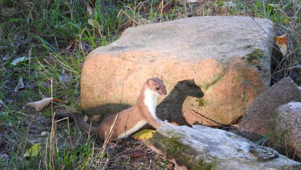 Hermelijn in Otterzentrum Hankensbüttel