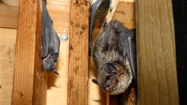 Noordse vleermuispup met zwanger vrouwtje