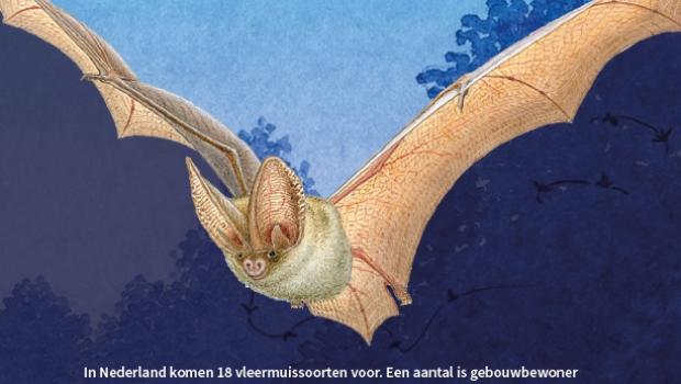 Zoekkaart Vleermuizen