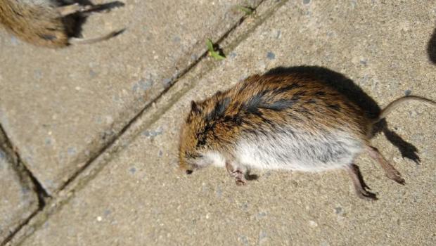 Enkele van de honderden dode veldmuizen die gevonden zijn op het fietspad onder het aquaduct in Friesland (© Teunis van der Zee)