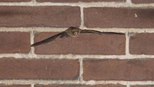 Gewone dwergvleermuis