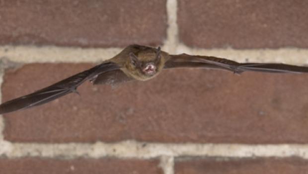 Gewone dwergvleermuis