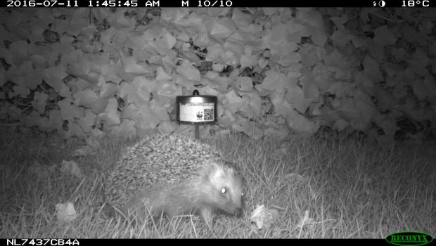 Egel bij wildcamera