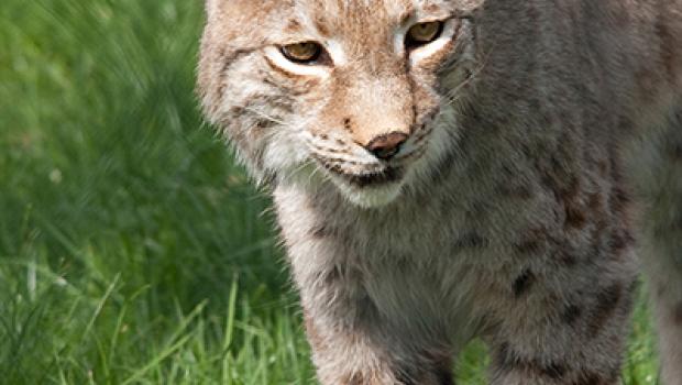 Lynx