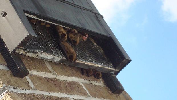 Oververhitte vleermuizen zoeken verkoeling buiten de vleermuiskast