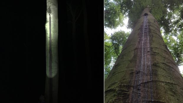 Vochtstrepen onder spechtengaten (© Vita Hommersen & Wiegert Steen)