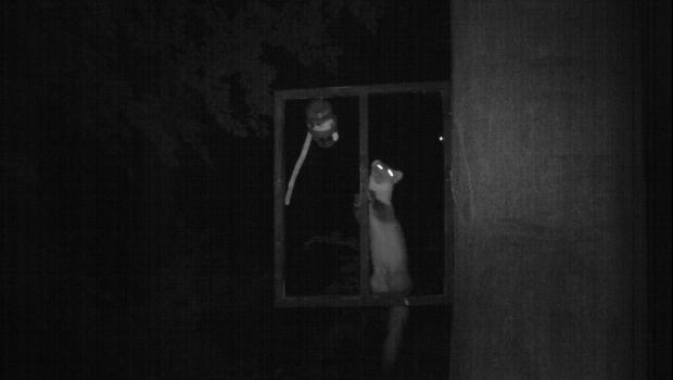 Steenmarter vastgelegd met een cameraval op de Veluwezoom (Bron: Vilmar Dijkstra)