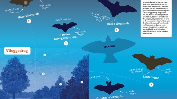 Zoekkaart vleermuizen 2019