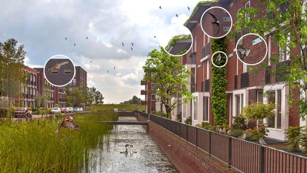Natuurinclusief bouwen creëert een aantrekkelijk leefomgeving voor mensen en dieren 