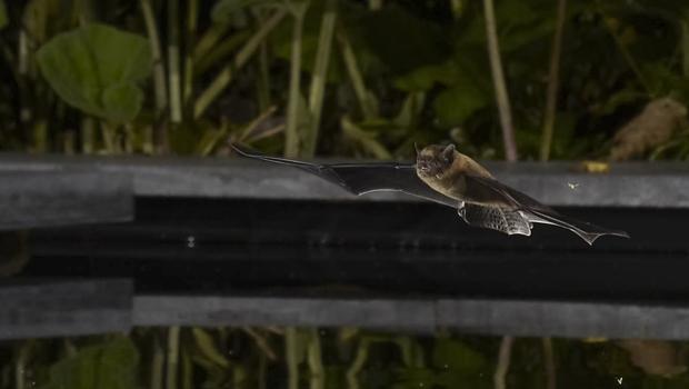 Gewone dwergvleermuis boven tuinvijver